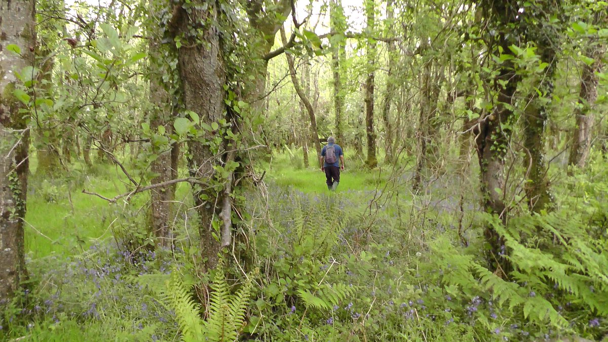 drmgoeswild's tweet photo. Great local walk on day 1 of #BSBIsummermeeting in Killarney, with grassland, marsh and wet woodland habitats, a bit of Elm (but not too much!), a good range of sedges, grasses and ferns and the #vegkey put to good use! @BSBIbotany @BSBI_Ireland @phoebeob1 https://t.co/9YTVSn6Cl2