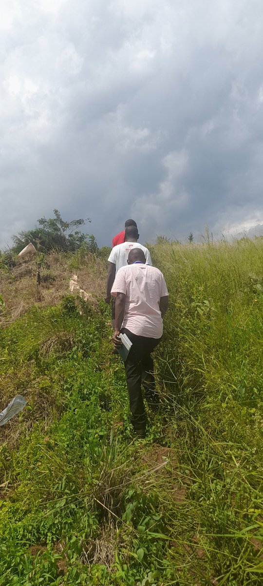 samuelkalungi1's tweet photo. A new π farm is underway in Mityana #Zingayaffe https://t.co/NNJAyyRUJM