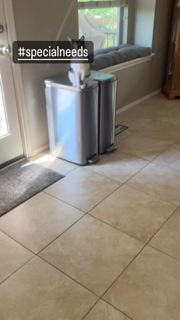 ClowderComics's tweet image. Our youngest special needs kitty Ciri.

#specialneedscats #specialneeds #specialneedscat #sightimpaired #ciricat Click to watch the Video! ift.tt/3NO8wFY