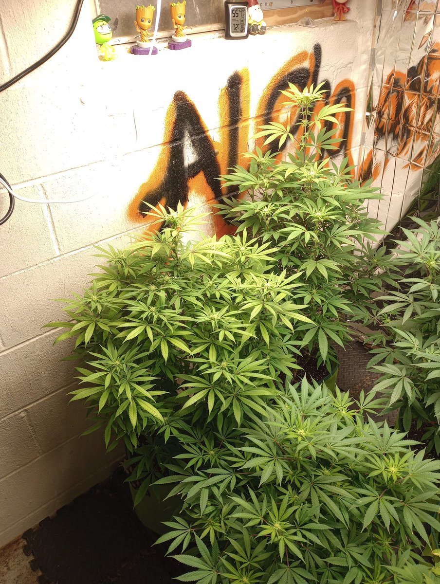 Projects; if it wasnt for our love, our reason to be alive @eveofnite we wouldn't be <a href="/AlohafarmVa/">AlohafarmVA</a>  miss you Wahine Rest in Paradize my ❤️‍🔥! I know a lot of y'all know who she was or at least I hope you keep her memory close to you! Aloha &amp; Mahalo