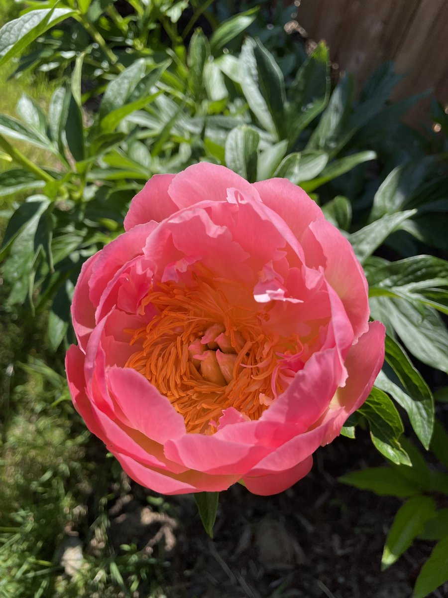 DarlingPlease2's tweet photo. Peonies poppin https://t.co/jiKBT9Exyo