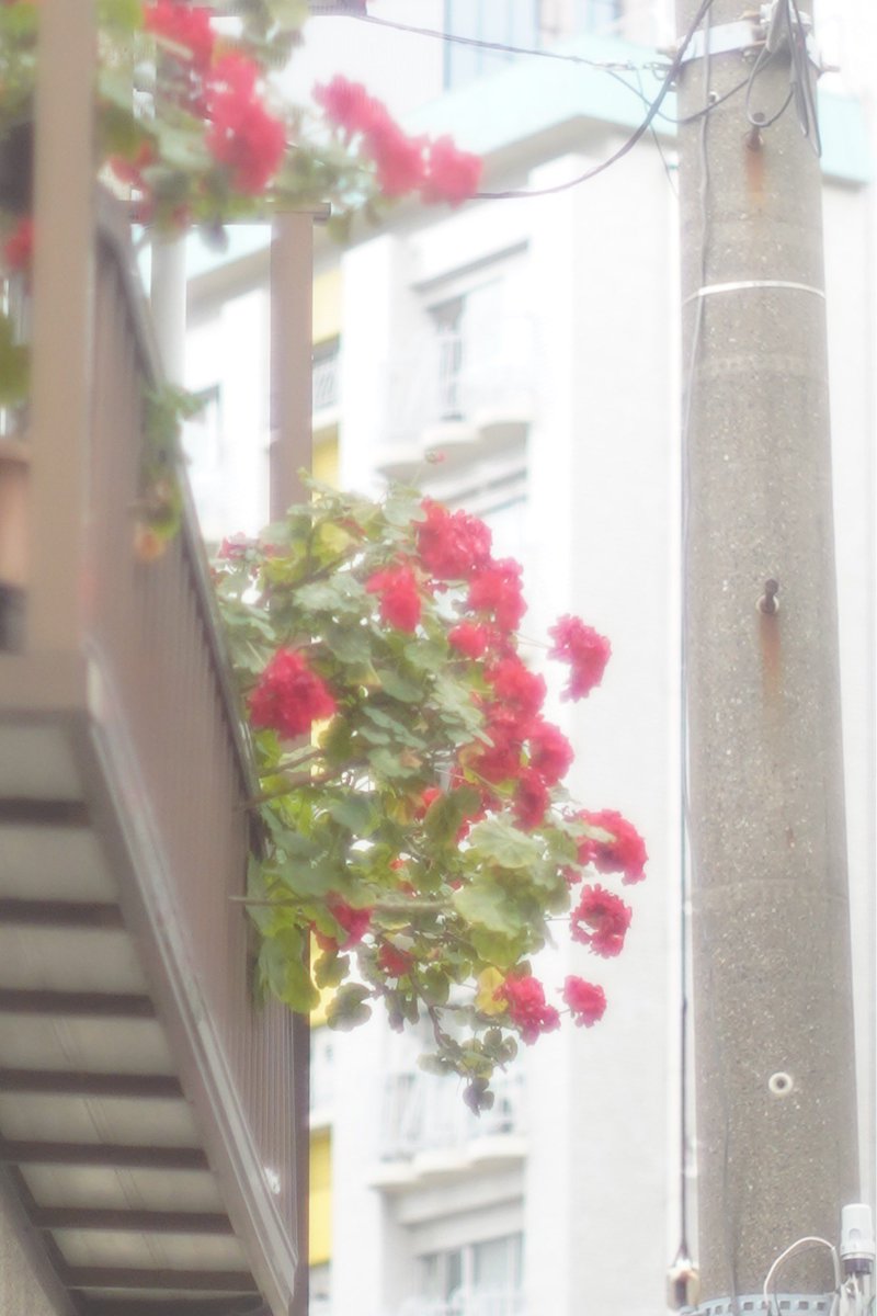 ベランダに赤い花々

#photograghy 
#α7C 
#これソニーで撮りました　
#キリトリセカイ 
#額装のない写真展　
#ファインダー越しの私の世界 
#写真好きと繋がりたい　
#オールドレンズ
#東京カメラ倶楽部　
#名前のつかない写真展　
#ふぉと
