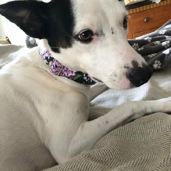 Belle loves her 'Lilac' classy collar!
wesewclassycollars.com
Send a PM for more info!

#rescuedogs #adoptdontshop #todaypets #topdogphoto #bestwoof #mydogiscutest #dogsofinsta #petsofinsta #hamdmadehomemade