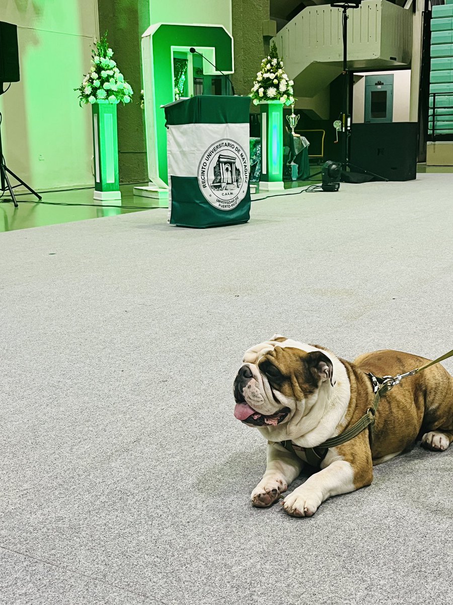 RT uprm: Miren a quién nos encontramos por allí: Tarzán, recibiendo el cariño de los atletas colegiales en la actividad de Letra Insignia de <a href="/uprm/">RUM/UPRM</a>