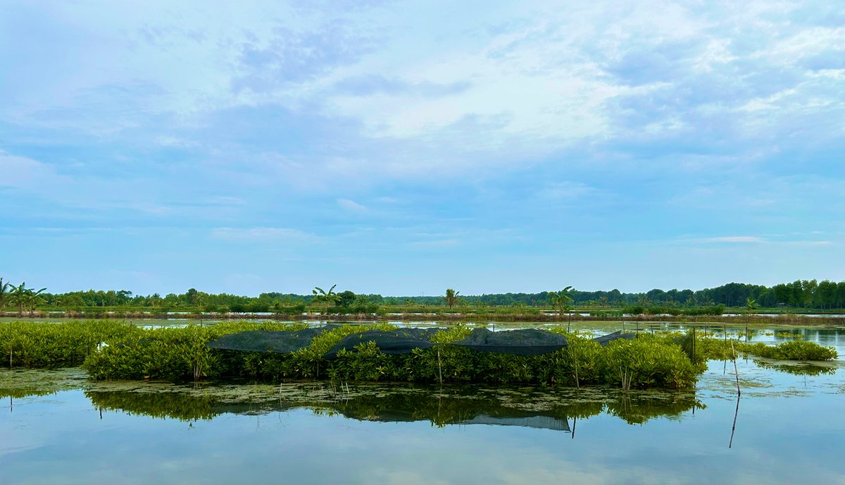 #Mangroves, nature’s response to hold &amp; store carbon. The first 3 years of community-based rehabilitation are critical &amp; need a continuing integration of finance, collaboration across sectors, promotion of #traditionalknowledge #betterwithforests <a href="/UNDP_CF/">UNDP Climate & Forests</a> <a href="/UNDPIndonesia/">UNDP Indonesia</a>