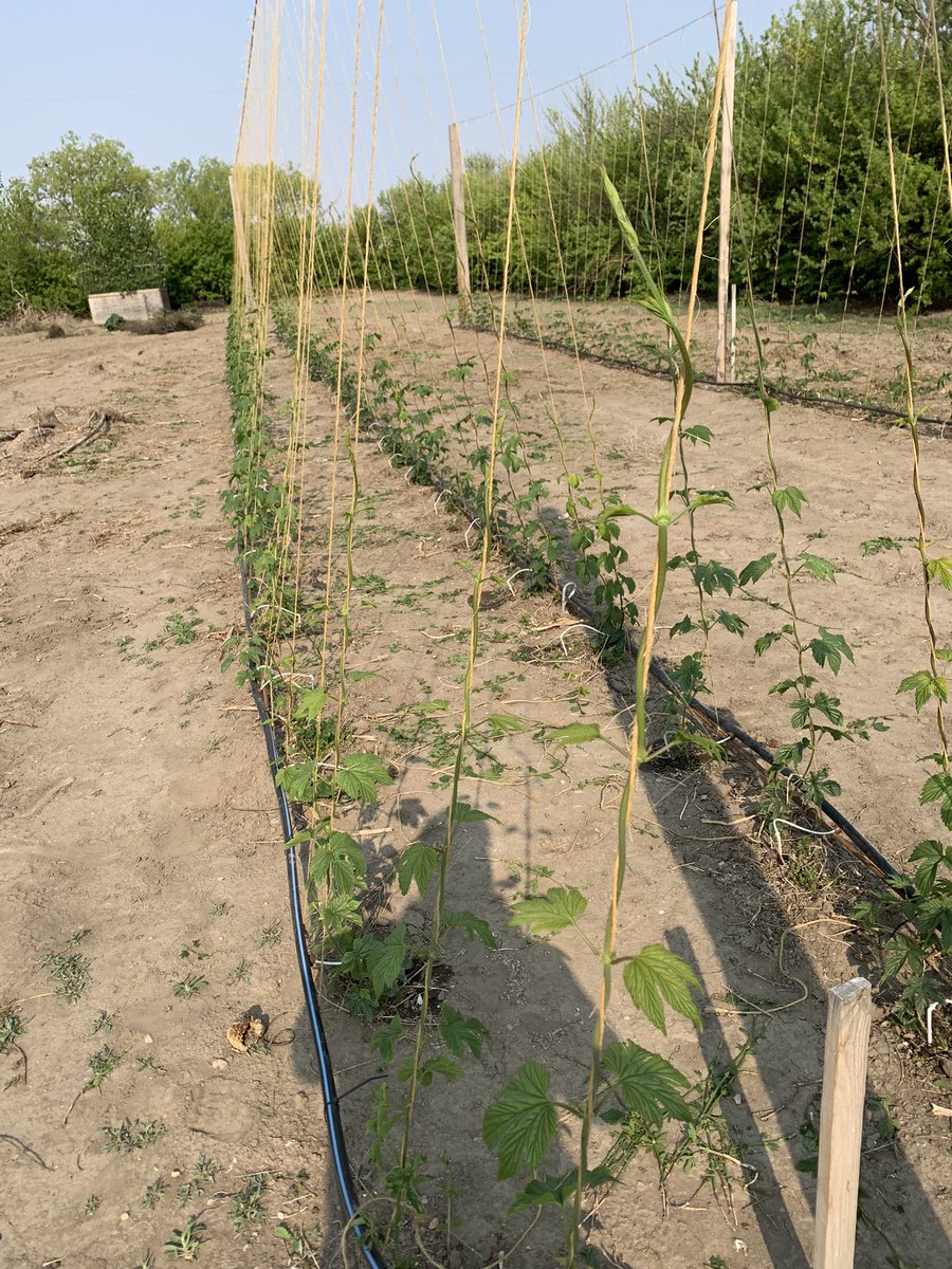 StonyslopeBrews's tweet photo. The hops plant we have been following tops out at 5 feet this week. Other plants in the hop yard are now over 6 feet. #abhops #yycbeer #craftbeer https://t.co/UYXQ0lJ99A