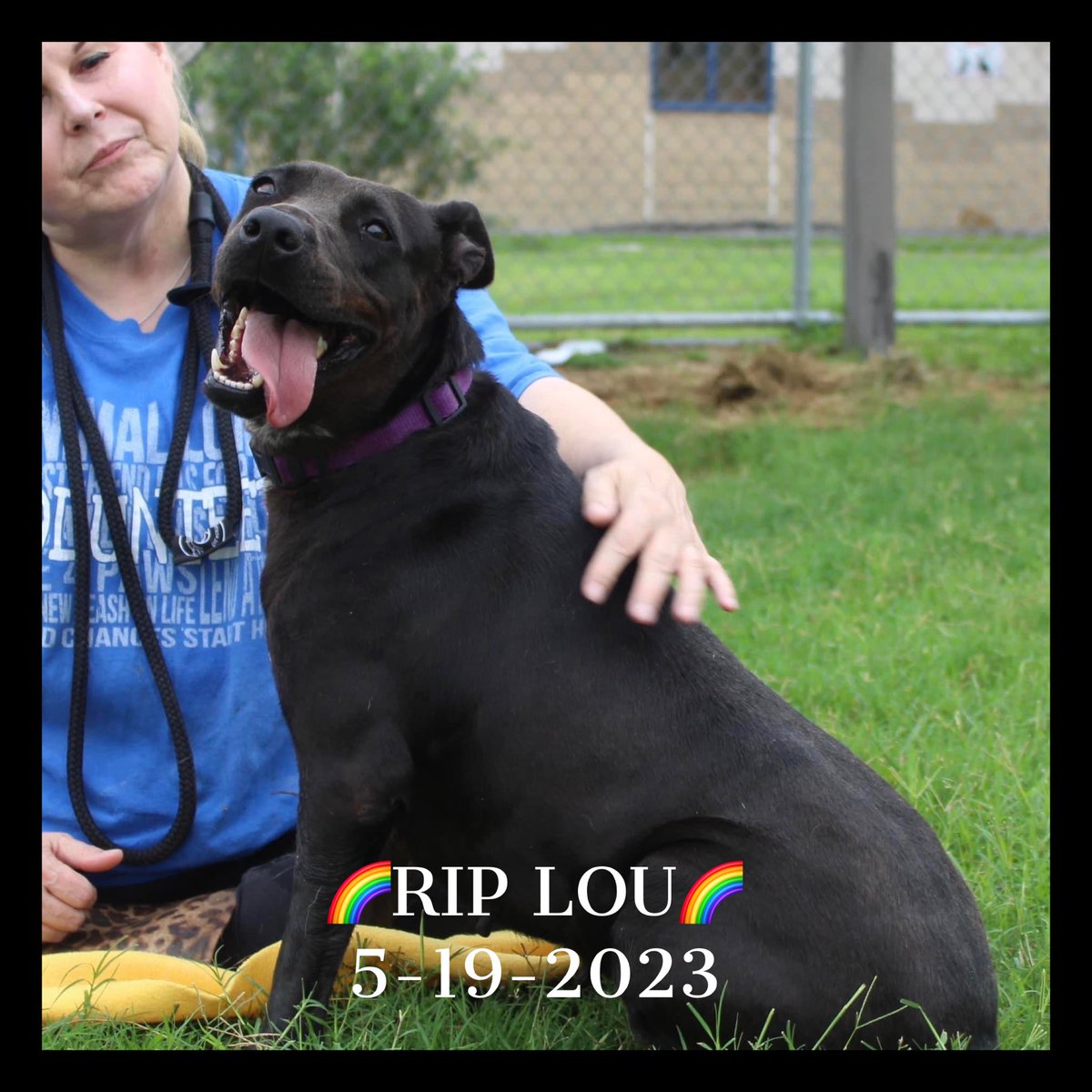 LOU is DEAD…😭
KILLED by Corpus Christi Animal Care Shelter
LOU age 18mths
Her life over before it began
No one came…..
Our hearts are broken for the loss of this beautiful girl💔
🖤RIP LOU🖤
🌈God bless your innocent sweet soul🌈
#A352940