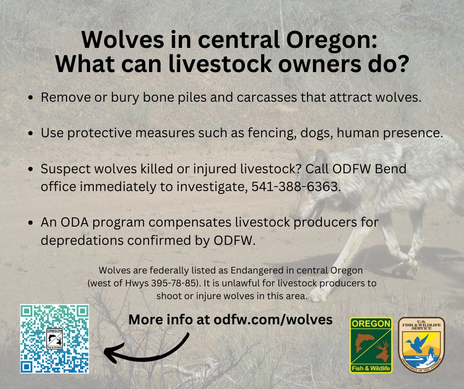 ODFW has confirmed a wolf depredation in Deschutes County. This is attributed to Metolius wolves, a pair of two wolves in Jefferson/Deschutes County. Livestock owners can see odfw.com/wolves for more information and sign up for updates at dfw.state.or.us/wolves/updates… "