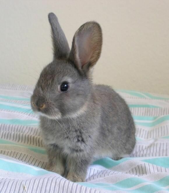 RabbitEveryHour's tweet image. 