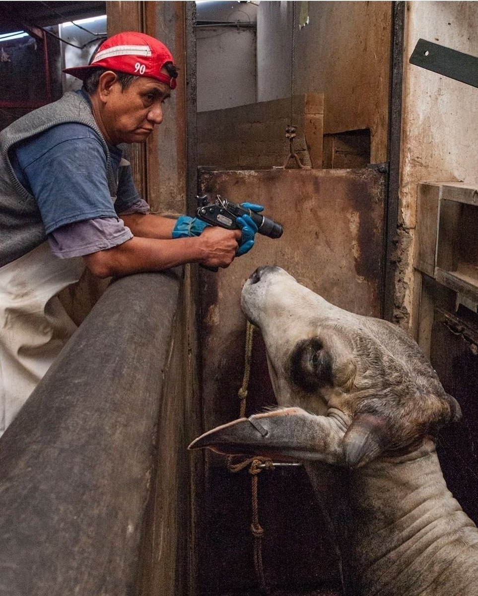 DrFarazHarsini's tweet photo. He doesn't want to do it.

She doesn't want to die.

It doesn't have to be this way.

Please go vegan.

Please speak up. https://t.co/MzDWLR4NTN