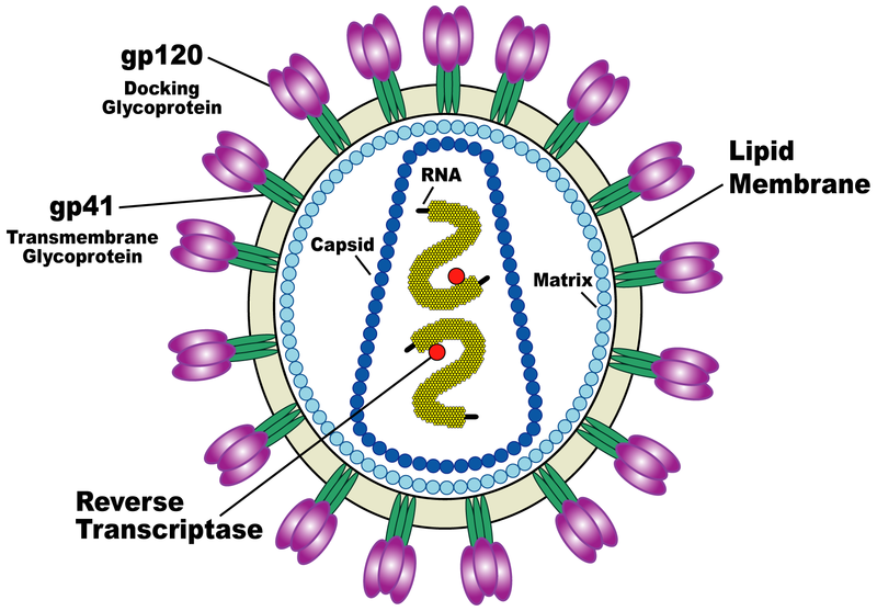 dr_cottrell's tweet photo. HIV.
Better get educated on the subject fast.
You have been warned. https://t.co/o1K5bcIFkS