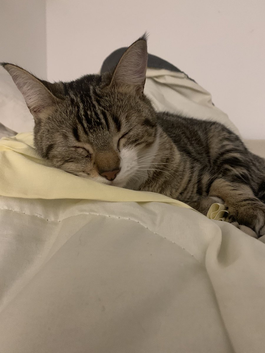 fēmilagrosss🐍 tweet media