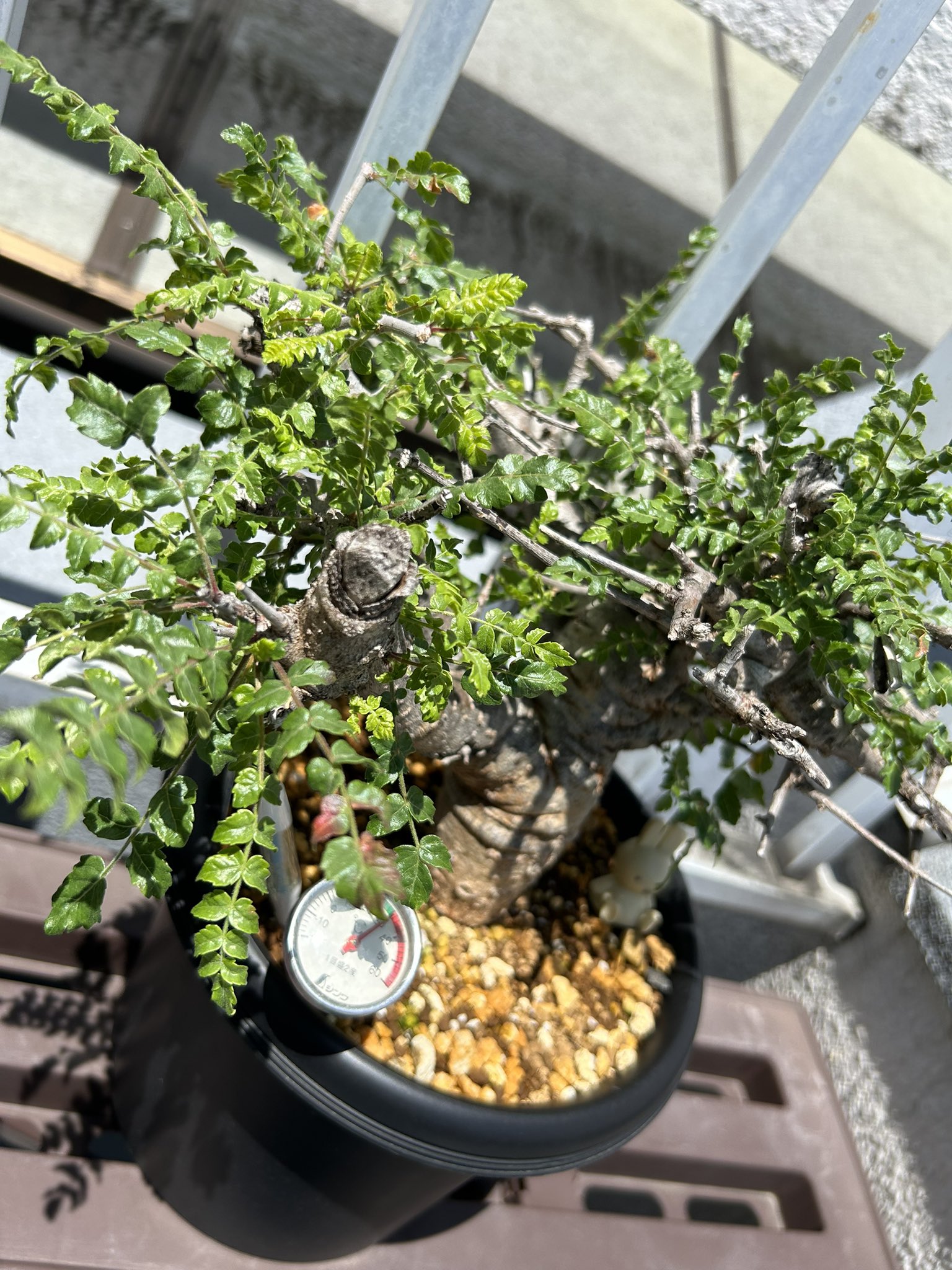 灌木系 - Search / X