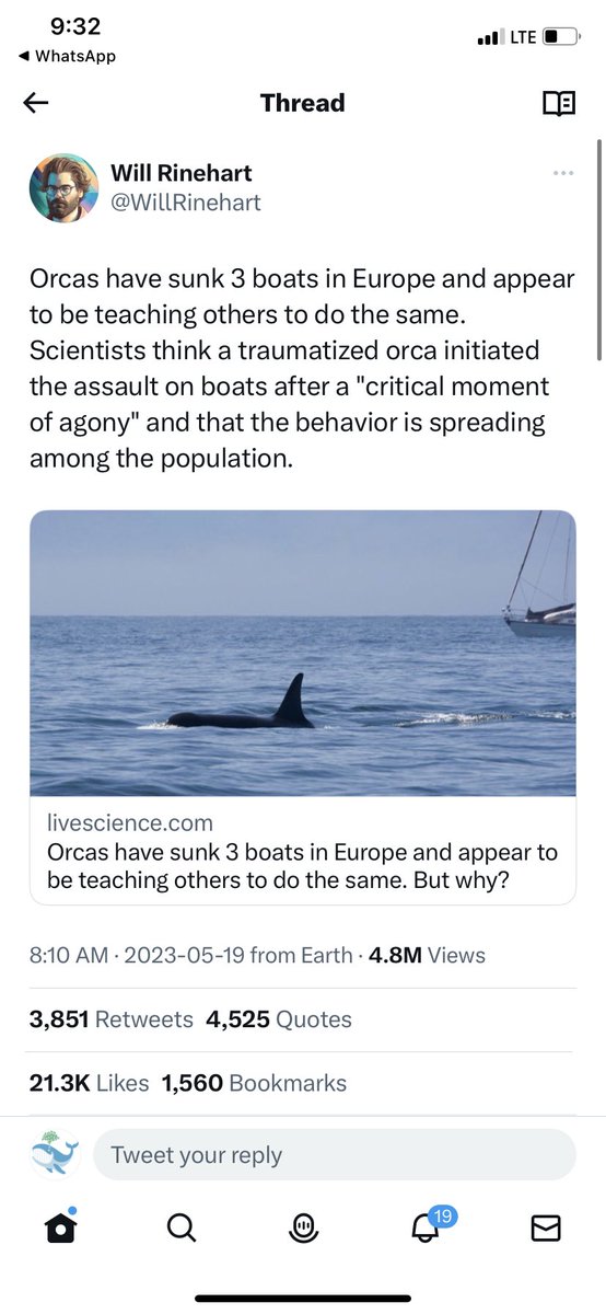 These are unusual whales: