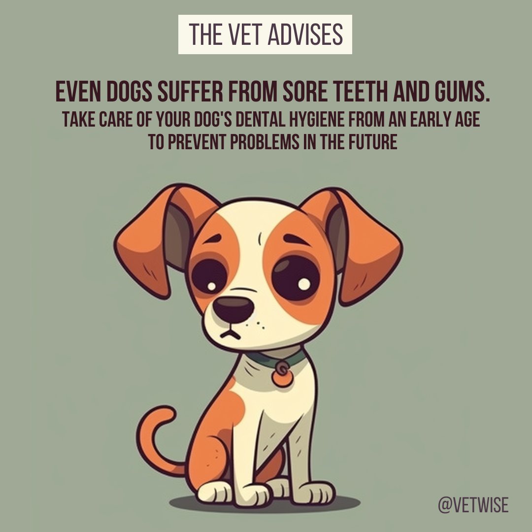 Even dogs suffer from sore teeth and gums.

Take care of your dog's dental hygiene from an early age  to prevent problems in the future.

#doglovers #teethcare #doghealth #petlovers #slovakia #veterinarymedicine #veterinary #pethealthcare