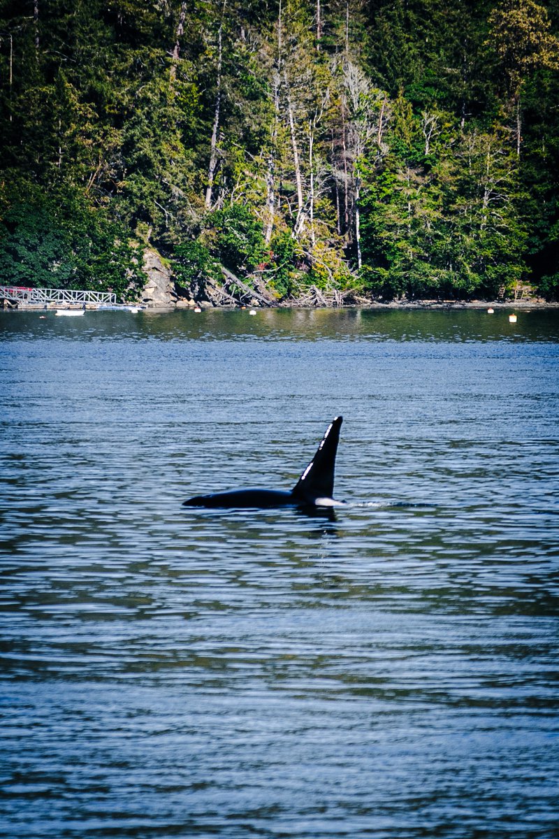 StepanVdovine's tweet photo. Really cool to see orcas on an approach to Mayne Island from a @BCFerries vessel tonight. A really special West Coast experience. https://t.co/VxJFbVsT9s