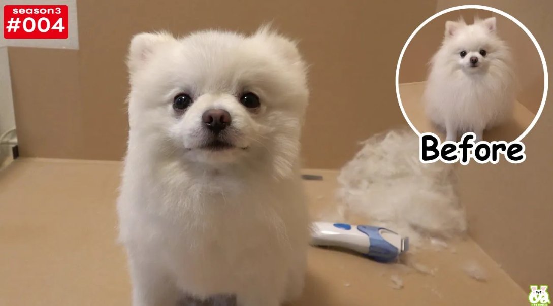 ぬーさまLIFE！ch【ハムスター】 (@nuusama_LIFE) / Posts / X