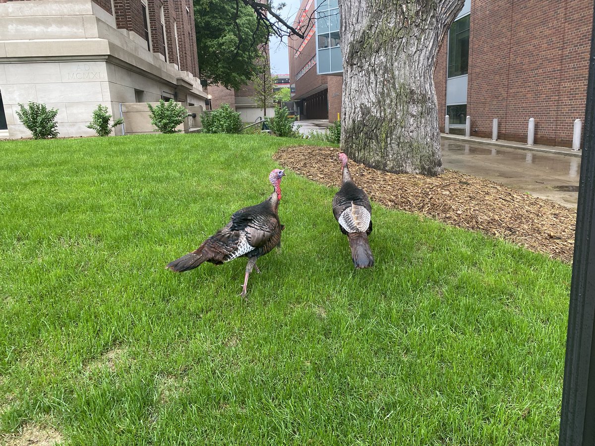 野生の七面鳥が闊歩していました。