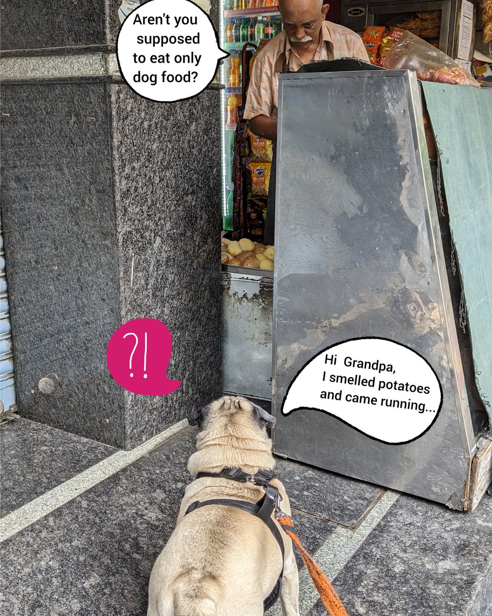 Brunothecharmer's tweet photo. Aren't potatoes available only for dogs and it's not for hoomans? 😜😜😁😁

#dogmemes #MemeSeason2023 #memesdaily #DogsOnTwitter #PugLover #pugtalk #dogtalk #photomeme #Memes https://t.co/vdHQtxi2fu