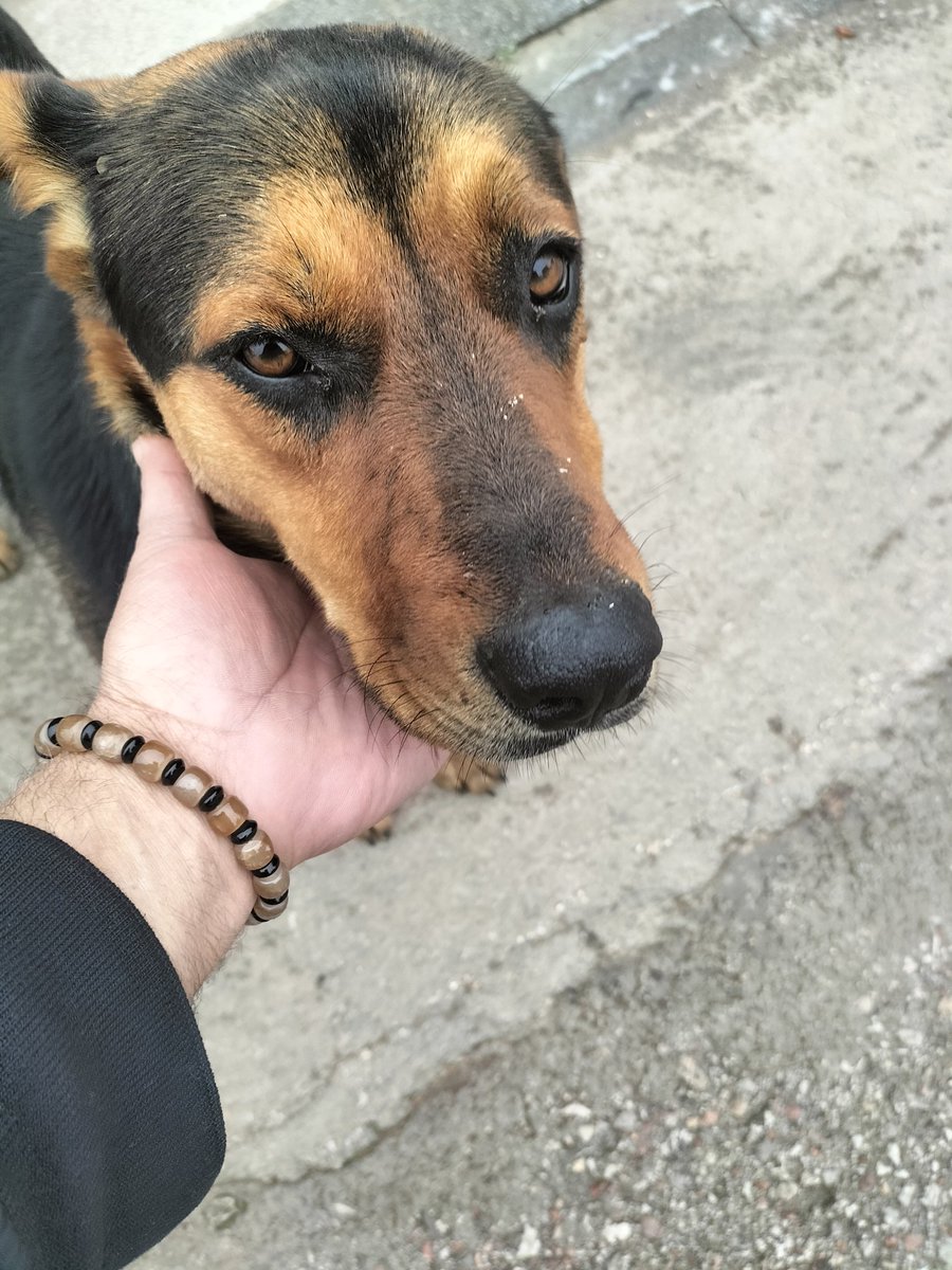 Sokakta ki haylaz ve içten gözlere sahip bu güzel cana da günaydın 🐕

Günaydın,
İyi sabahlar ☕🍀