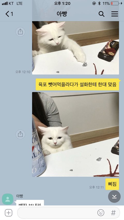 ssulchive's tweet photo. 아빠가 고양이 사진 보내라고 또 협박 들어옴 https://t.co/Lty9tUwAcu