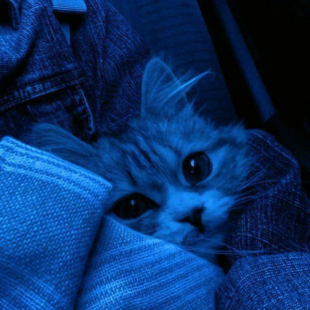 KPX4UBEBE's tweet photo. (⁠=⁠｀⁠ェ⁠´⁠=⁠) https://t.co/vZEf5wAd18