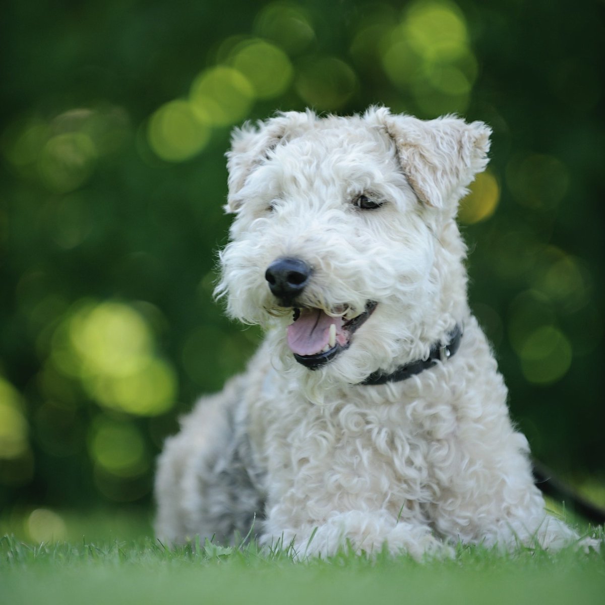 GroomingFur's tweet photo. Happy Friday, pet lovers! 🐶🐱

Dogs are such amazing creatures. They're always there for us, no matter what.

So here's to dogs! May they bring you all the love and happiness you deserve.

#HappyFriday #PetLovers #Dogs #BestFriends #groomingfur #pets #puppies https://t.co/xS6UqvHDtq