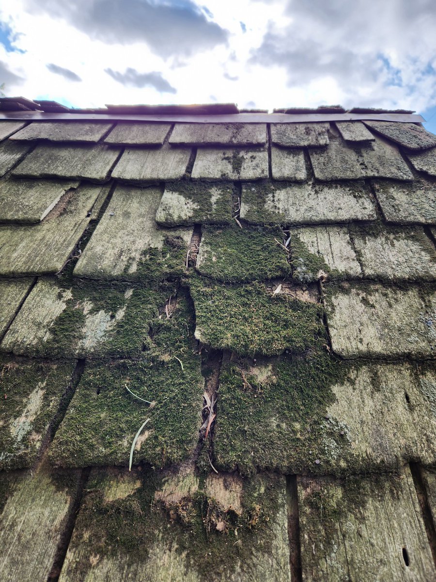 ruralitalics's tweet photo. random photo prompt : https://t.co/xk8LL6HleX