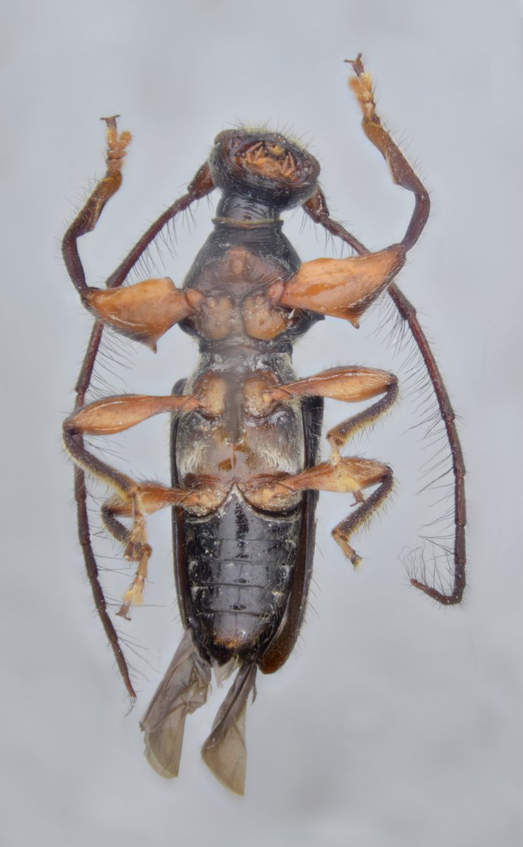 jp_botero's tweet photo. Todo por que hoy es #viernes! Omosarotes paradoxum (Tippmann, 1955), macho (#Lamiinae, #Acanthomerosternoplini) Especie distribuida en #CostaRica, #Panama, #Brasil, #Ecuador y #Peru. 
A la memoria de mi gran amigo Andrés!
#Coleoptera #LonghornFriday #beetle #Cerambycidae #Insects https://t.co/Mm6eWmATEL