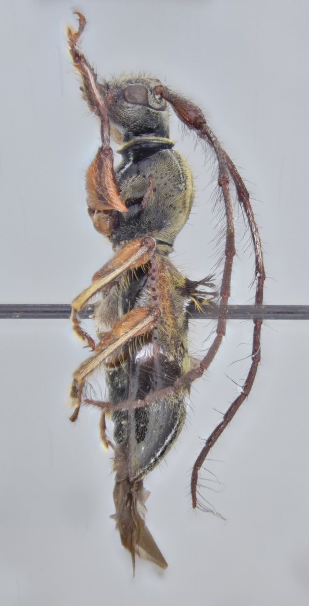 jp_botero's tweet photo. Todo por que hoy es #viernes! Omosarotes paradoxum (Tippmann, 1955), macho (#Lamiinae, #Acanthomerosternoplini) Especie distribuida en #CostaRica, #Panama, #Brasil, #Ecuador y #Peru. 
A la memoria de mi gran amigo Andrés!
#Coleoptera #LonghornFriday #beetle #Cerambycidae #Insects https://t.co/Mm6eWmATEL