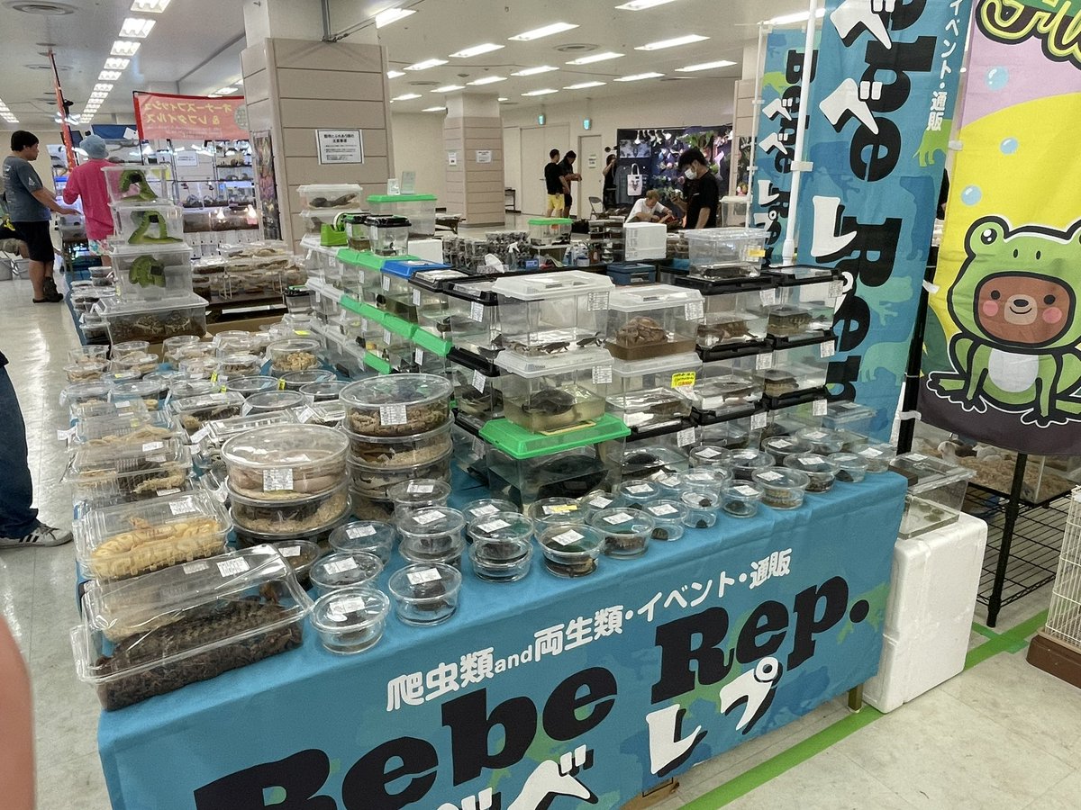 RepBebe's tweet image. 東京レプタイルズワールドの準備完了しました！
今回は3ブースでの出店です！
ブース番号100番にてお待ちしてます！
ご来場の程よろしくお願いします！