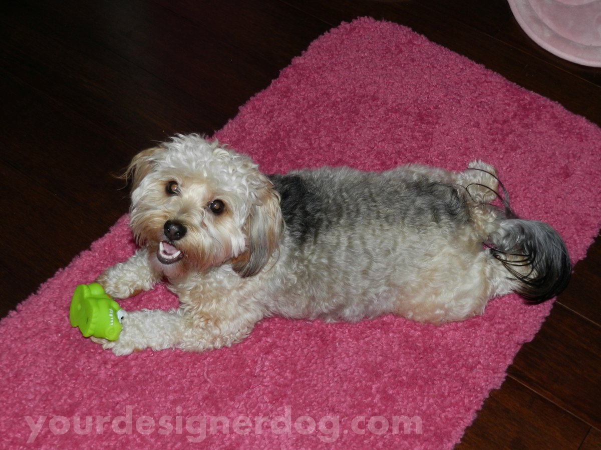 yourdesignerdog's tweet photo. Random #Sadie Photos #5 https://t.co/5OVvoOHmyY #blog #cute #designerdogs #dogs #pets #photography #yorkiepoo #Yorkipoo https://t.co/bLXyVUUqsB