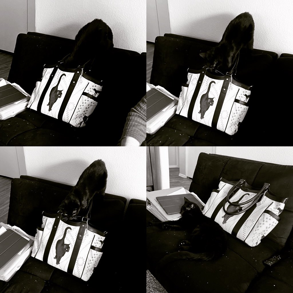 🐈‍⬛ Black Cat V Black Cat Bag! 😹

#blackcat #blackcats #blackcatsofinstagram #blackcatsrule #blackcatsmatter #blackcatlove