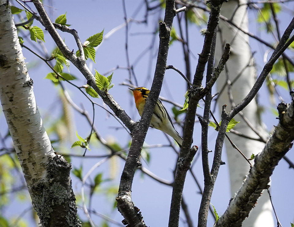 WildAdks's tweet photo. Our resident Blackburnian Warbler, Essex County, NY (18 May 2023). https://t.co/qV0v7idfLA
#BlackburnianWarbler #AdirondackWarblers #Warblers #Adirondacks #SpringWatchAdirondacks #SpringWatchADK #adirondacknature #adirondackwildlife https://t.co/2gRzaTDUkB