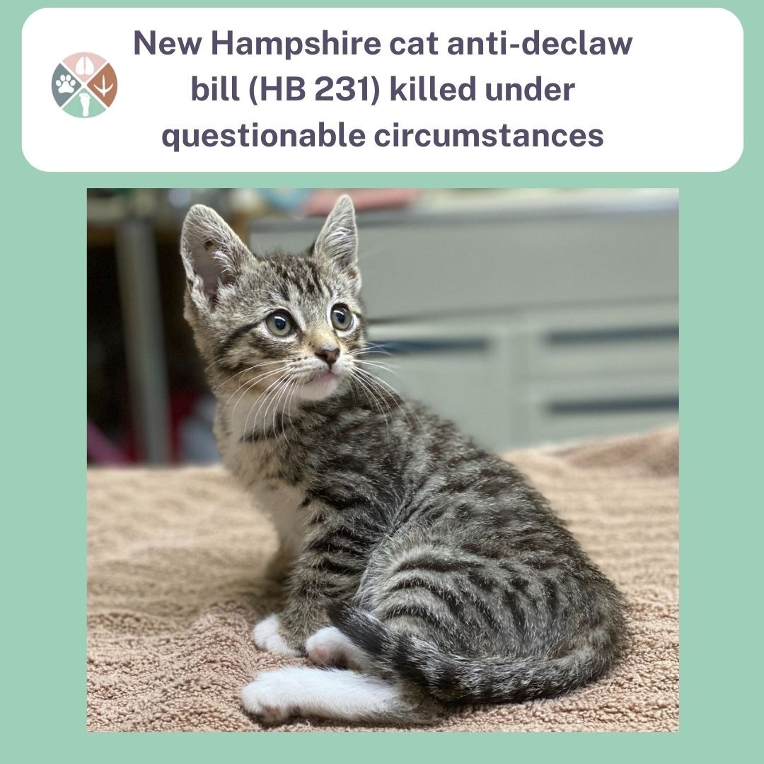 drcrystalheath's tweet photo. What happened to the New Hampshire anti-declaw bill? Well, a bunch of senators were afraid to take a position, and wanted to table it, but more Senators wanted to vote on it. Unfortunately, the President of the Senate, Jeb Bradley (R-Wolfeboro) ruled to kill the bill despite majority opposition. 
Listen to the votes for yourself. https://t.co/NNIJGhrMGS

@ALDF @HumaneSociety @City_the_kitty @pawproject  @JacksonGalaxy @JaneVelezMitch1 @kittenxlady 
#animalwelfare #vettwitter #veterinarymedicine #vetstudent #vetmed #nomv #AnimalRights