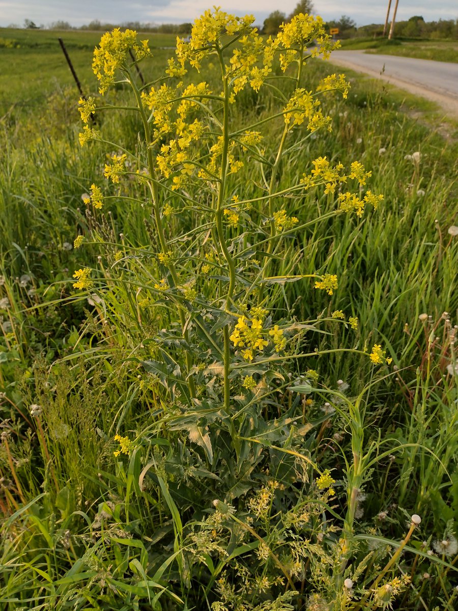 Do you have yellow flowering plants growing in the riparian areas near your farm? Perhaps Hill mustard (Bunias orientalis) has moved into the area? This plant is an invasive biennial weed which requires strategic control to slow it's spread. To learn more-
youtu.be/vMycSQC96d0