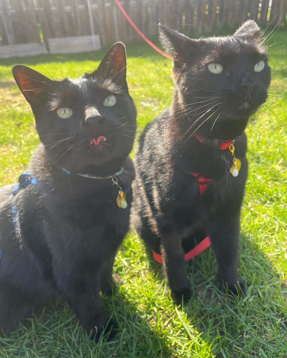 Woops we weren’t ready for this one. 📸😹

#CatsofTwitter #BlackCat #funnycats #Adventurecat