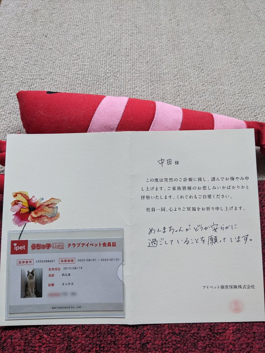 menma0819's tweet photo. 昨日めんまの保険会社から解約返金のお知らせが届きました。

丁寧にお言葉添えいただきました。

このお知らせは凄く有り難く嬉しいのと同じ位、3月7日に引き戻されてまた時間が止まる。

アイペットさんありがとう。お世話になりました。

#アイペット損害保険 
#めんま超絶天使 https://t.co/g0zRkfBH9E