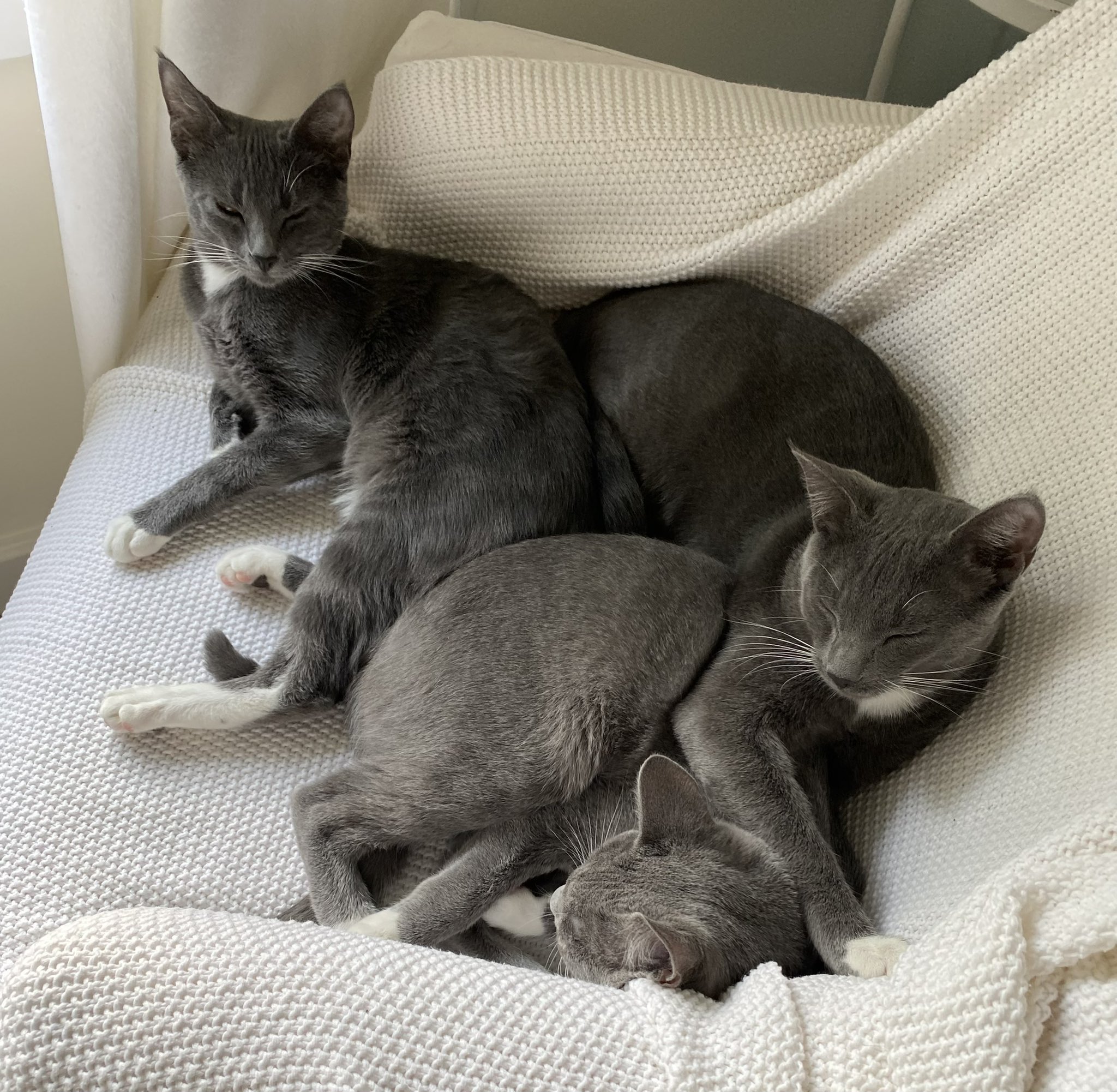 Catturd On Twitter - fysdtpn