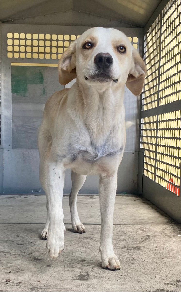 Este guapo busca una familia que le de mucho amor 🐾💕 Interesados contactar a la policía municipal de Belén  al 22394660 o 22394657 sólo estará en adopción por el día de hoy y hasta las tres de la tarde, pasado ese plazo será remitido a un albergue animal😔