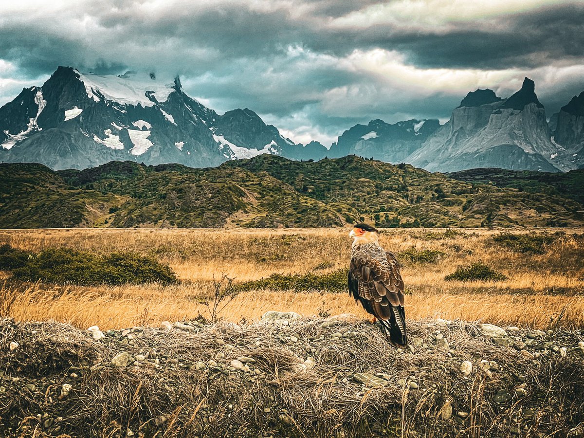 PedroacunaCL's tweet photo. @tdhalleine Esta foto se la tome en mi ultima visita al Parque Nacional Torres del Paine, demuestra que La elegancia está en su Adn, saludos @tdhalleine 🙌🏼 https://t.co/nukv3mHnBv