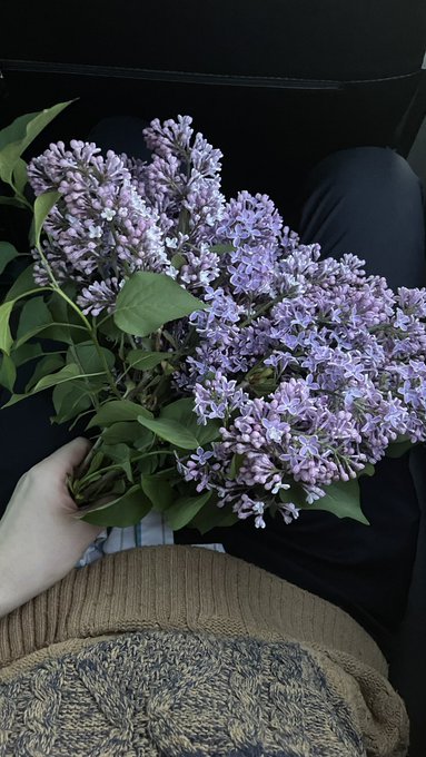 Ободрал сирень и радуюсь?? https://t.co/LkJYTJpKbW