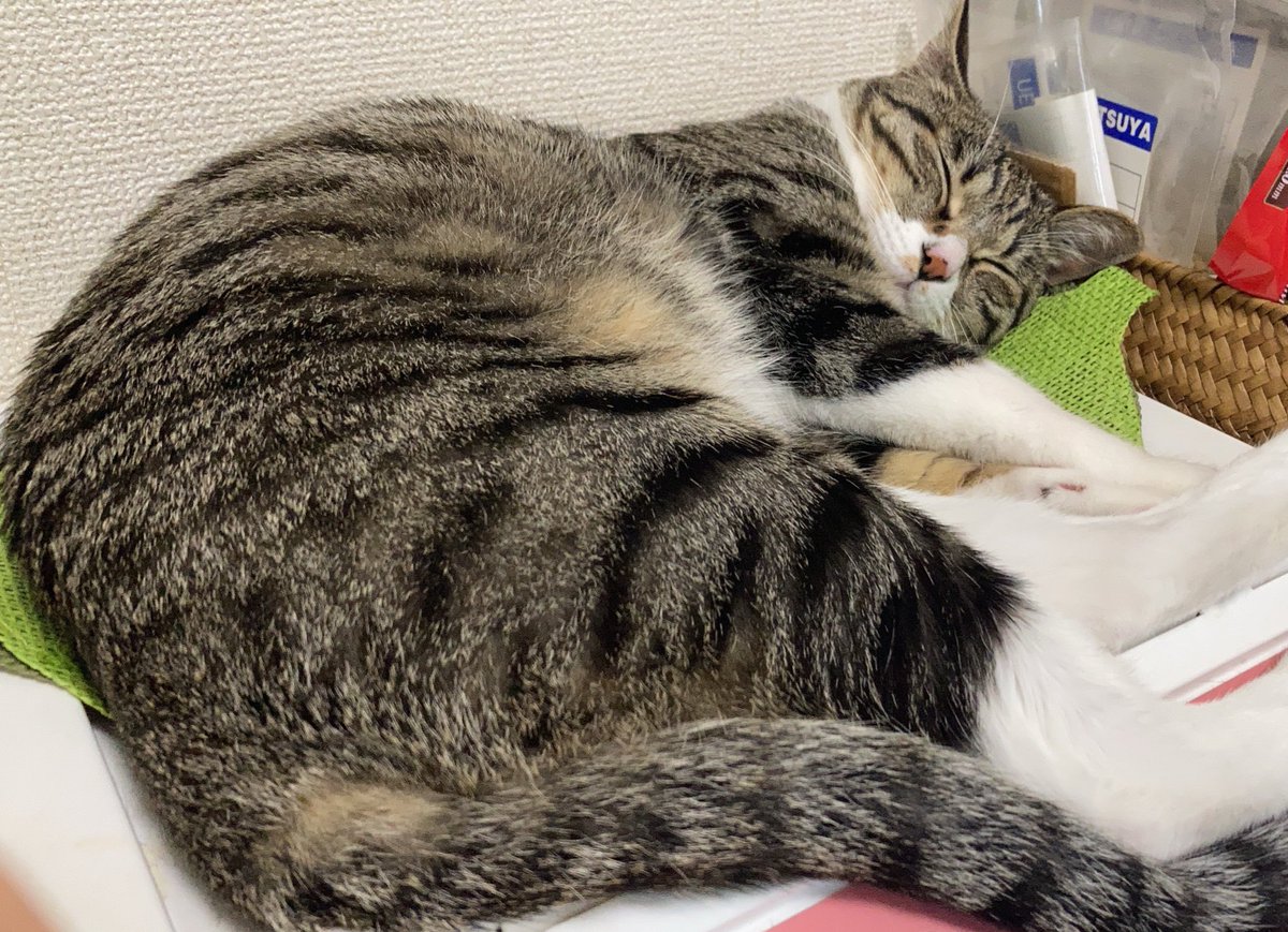 (˘ω ˘ *)すゃぁ

おはねこ？ https://t.co/Wg7ChOcTQi