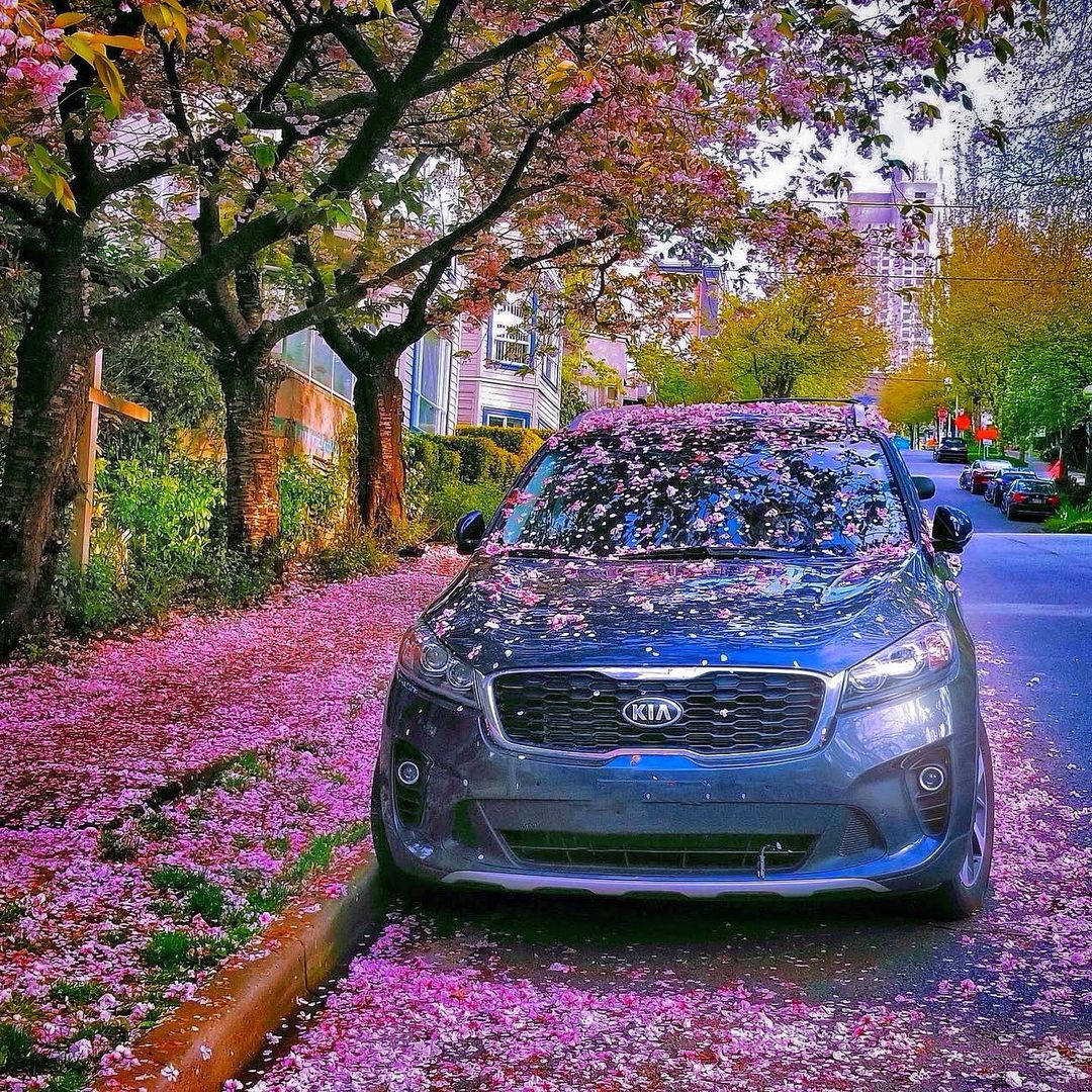 hiroshi_miki1's tweet photo. ๐ณ๐ธ๐ฟ๐ท๐บ
#ๆฅ #springvibes #springtime #springisher #blossom #sakura #cherryblossom #wanderlust #adventurevisuals https://t.co/RqNwIVEmni
