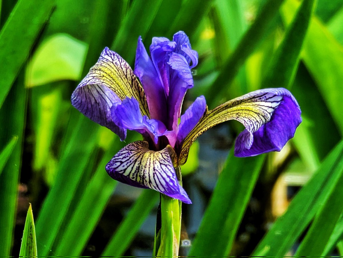 Taken at <a href="/Bowmans_Hill_WP/">Bowman's Hill Wildflower Preserve</a>