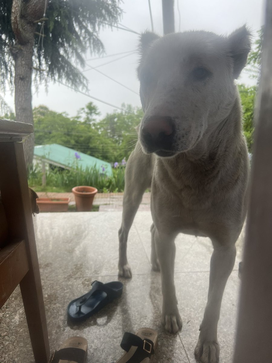 AartiTikoo's tweet photo. For the last four days, a highly trained ‘attack dog’ has been unleashed on my family in Srinagar. The dog tried to attack me and break into our house at critical hours when there is no one around outside. This morning he tried to attack my old father, sister and a security person as well. Despite serious efforts by @SMC_24x7 @SMC_Srinagar, they couldn’t capture him because the trained dog is sheltered and has protection. His custodians do not permit anyone to capture him from their premises but they let him loose on my old parents who are here after 33 years. This is a disgrace!