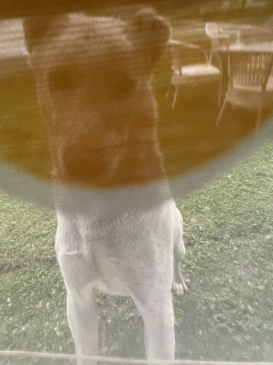 AartiTikoo's tweet photo. For the last four days, a highly trained ‘attack dog’ has been unleashed on my family in Srinagar. The dog tried to attack me and break into our house at critical hours when there is no one around outside. This morning he tried to attack my old father, sister and a security person as well. Despite serious efforts by @SMC_24x7 @SMC_Srinagar, they couldn’t capture him because the trained dog is sheltered and has protection. His custodians do not permit anyone to capture him from their premises but they let him loose on my old parents who are here after 33 years. This is a disgrace!