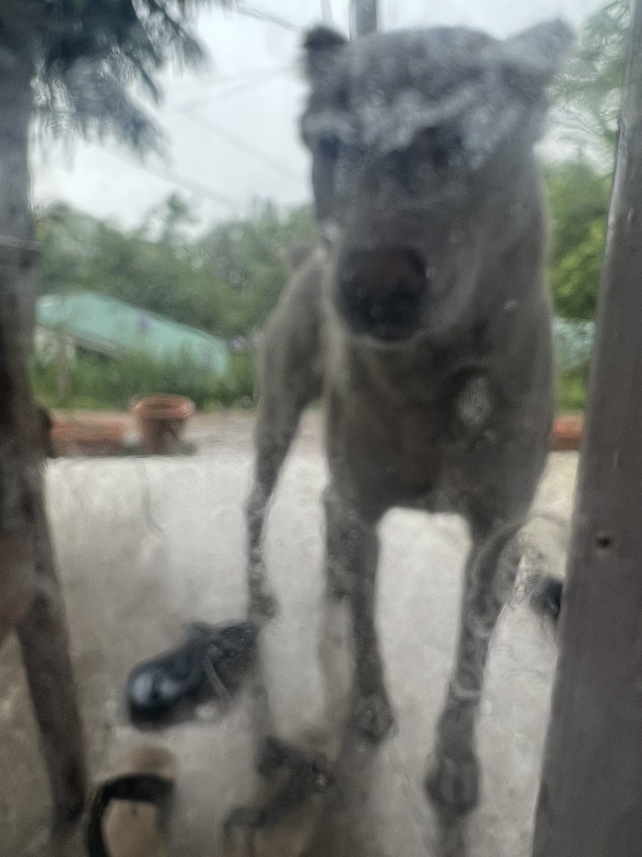 AartiTikoo's tweet photo. For the last four days, a highly trained ‘attack dog’ has been unleashed on my family in Srinagar. The dog tried to attack me and break into our house at critical hours when there is no one around outside. This morning he tried to attack my old father, sister and a security person as well. Despite serious efforts by @SMC_24x7 @SMC_Srinagar, they couldn’t capture him because the trained dog is sheltered and has protection. His custodians do not permit anyone to capture him from their premises but they let him loose on my old parents who are here after 33 years. This is a disgrace!