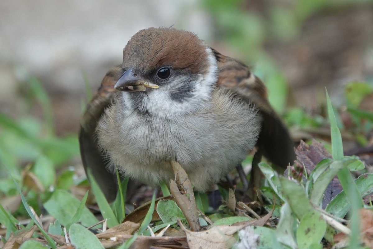 carskey's tweet photo. おはようございまちゅん💕

#ちゅん活 #ひな #すずめ #おはようございます #wildlife #birdphotography https://t.co/U6kTKTDMvc