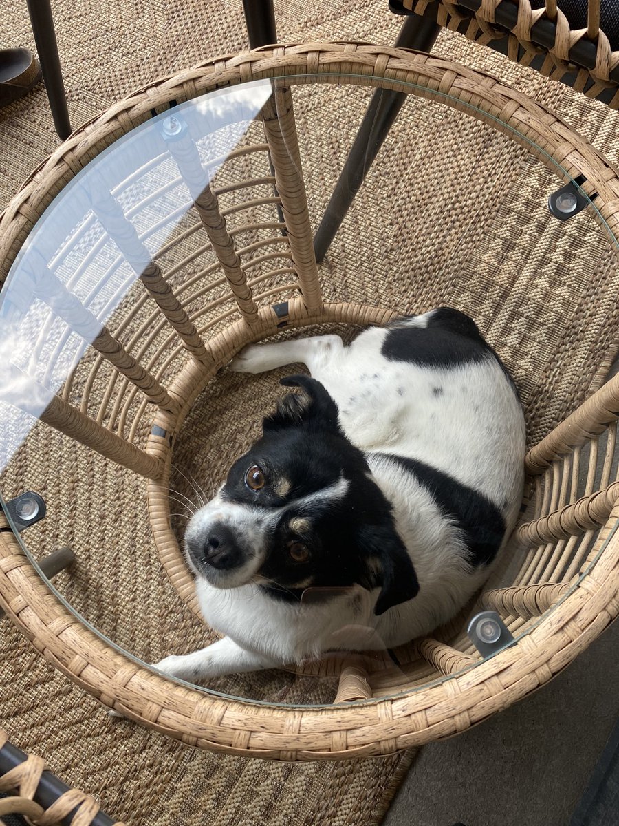 AndreaMichhelle's tweet photo. I think my dog has the soul of a cat https://t.co/Q2axRIkFFe
